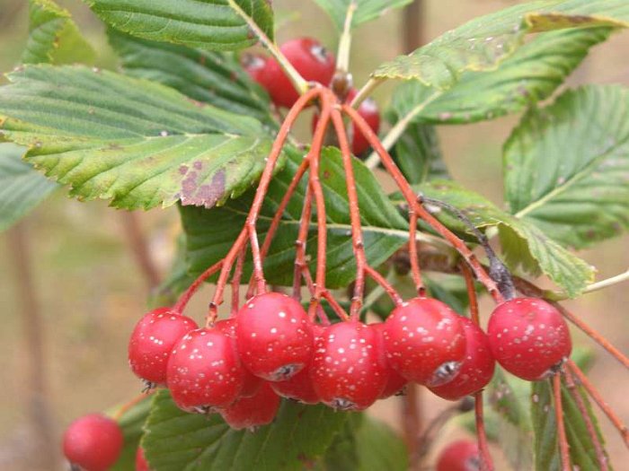 Sorbus aria (2)